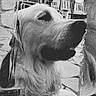 animal, background, black_and_white, calm, canine, close_up, dog, fluffy, fur, monochrome, muzzle, nostrils, outdoor, pet, portrait, quiet, serene, side_view, texture, vintage
