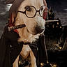 Léon a rejoint le concours — aidez-le/la à gagner de superbes lots ! animal, castle, cloak, costume, cute, dark_sky, dog, fantasy, fantasy_theme, glasses, golden_retriever, lights, magic, mystical, night, outdoor, pet, portrait, wand, wizard