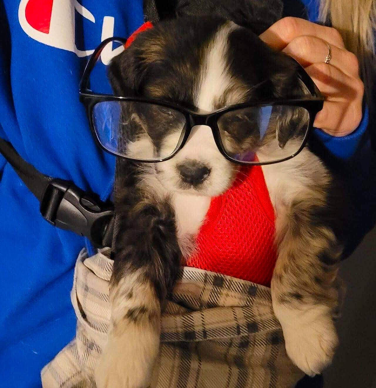 Hanky joined the competition — help win amazing prizes! beard, carnivore, comfort, companion_dog, dog, dog_breed, electric_blue, eyewear, facial_hair, felidae, flag, fur, glasses, happy, moustache, snout, textile, thigh, vision_care, whiskers