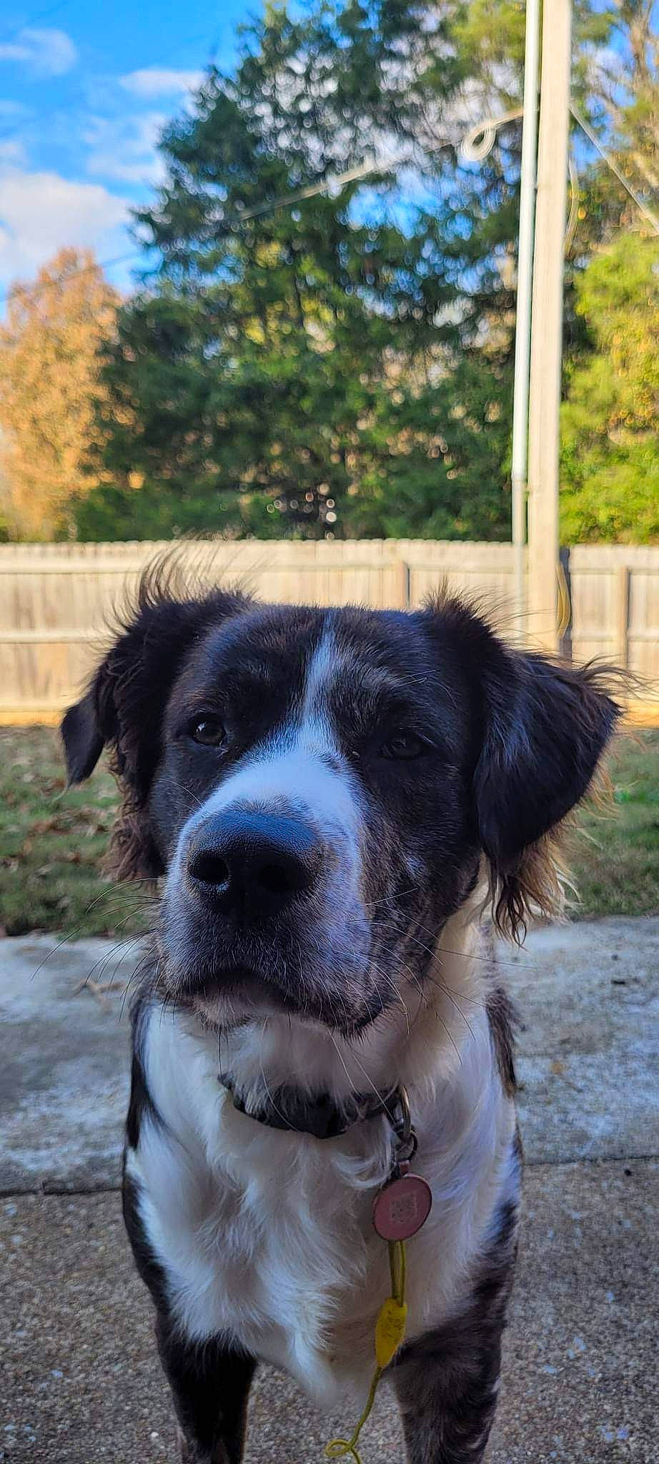 Hanky is registered to the contest to win money with this photo: canidae, carnivore, collar, companion_dog, dog, dog_breed, dog_collar, fur, grass, hunting_dog, plant, sky, snout, sporting_group, tints_and_shades, tree, whiskers, working_animal, working_dog