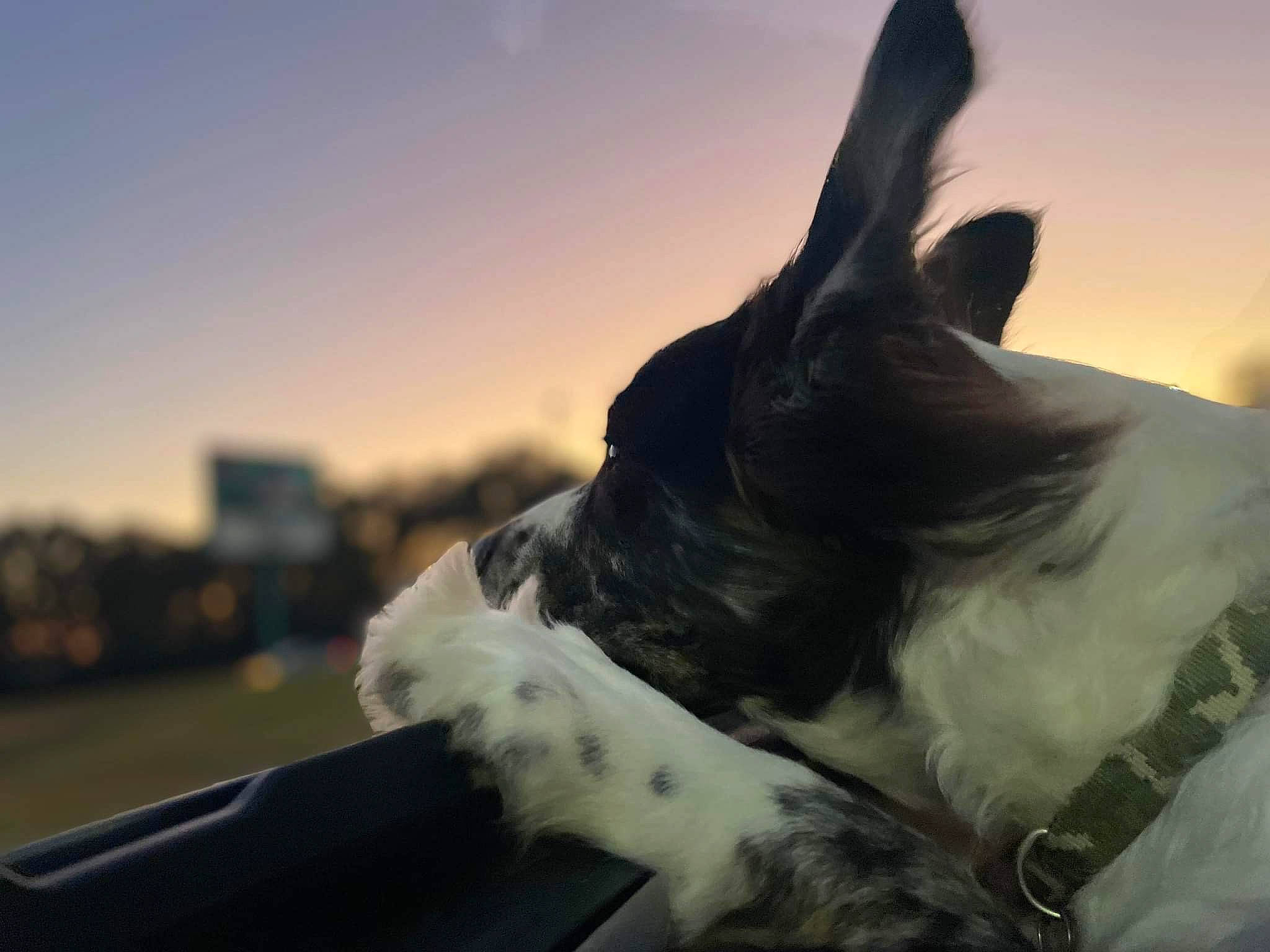 Hanky joined the competition — help win amazing prizes! backlighting, canidae, carnivore, collar, companion_dog, dog, dog_breed, dog_collar, evening, fur, gesture, happy, horizon, non_sporting_group, sky, snout, sporting_group, whiskers, working_animal, working_dog