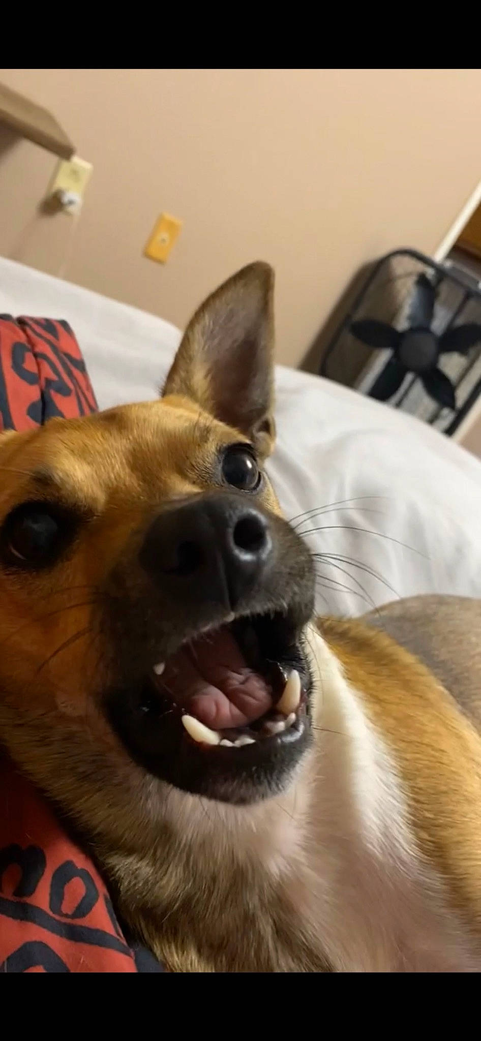 Kiki is registered to the contest to win money with this photo: canidae, carnivore, chair, collar, companion_dog, dog, dog_breed, dog_collar, ear, eye, fawn, fur, head, jaw, smile, snout, spitz, sporting_group, whiskers, working_animal