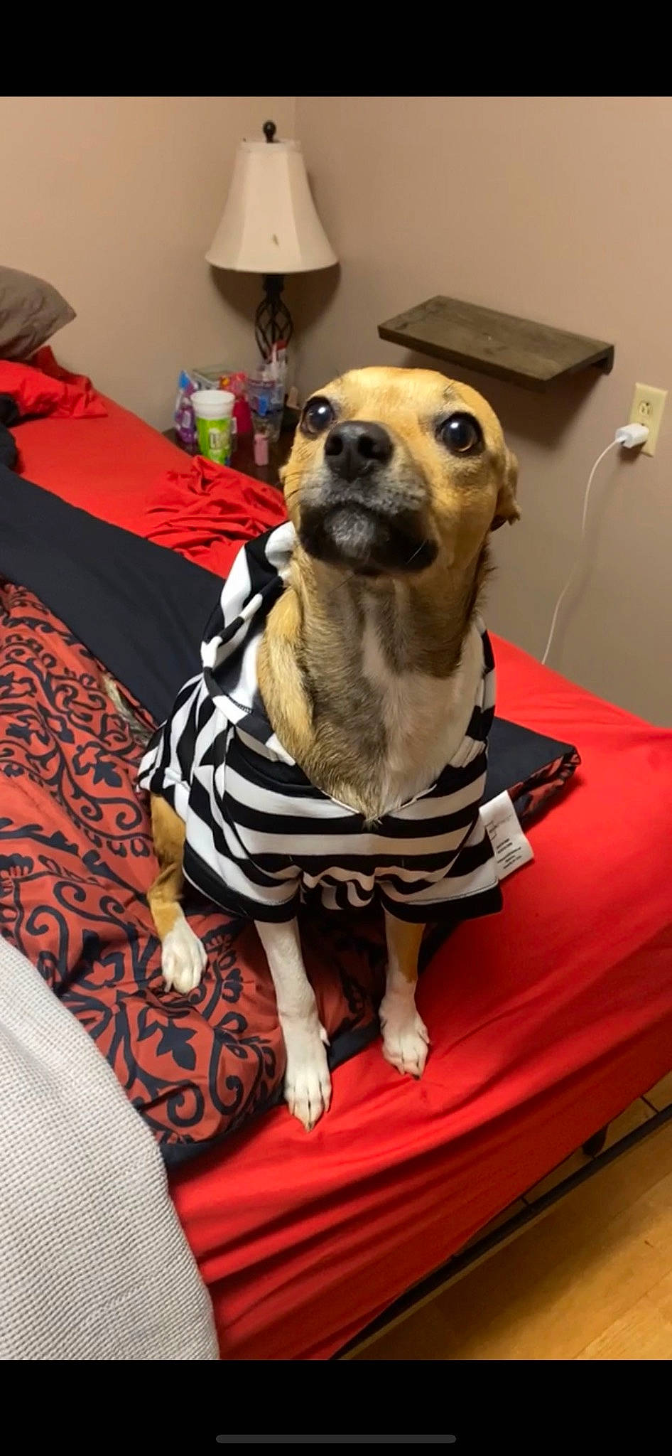 Kiki is registered to the contest to win money with this photo: canidae, carnivore, chair, collar, comfort, companion_dog, dog, dog_breed, dog_supply, fawn, flooring, fur, linens, pet_supply, room, snout, sporting_group, table, whiskers, working_animal