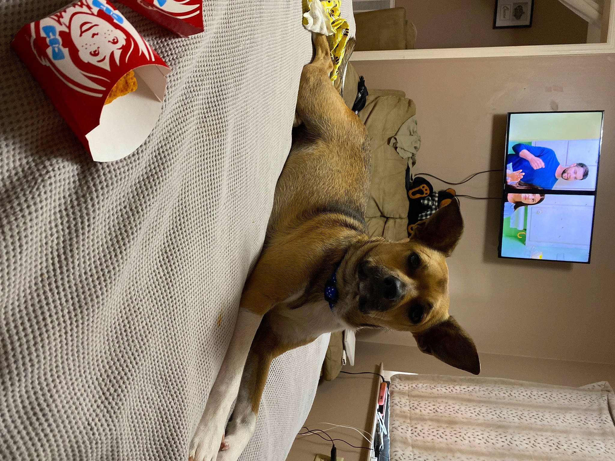 Kiki joined the competition — help win amazing prizes! canidae, carmine, carnivore, collar, comfort, companion_dog, dog, dog_breed, fawn, felidae, fur, linens, picture_frame, room, sleeve, small_to_medium_sized_cats, snout, sporting_group, whiskers, working_animal