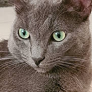 Ruby a rejoint le concours — aidez-le/la à gagner de superbes lots ! cat, gray_cat, close_up, green_eyes, whiskers, fur, pet, animal, face, portrait, domestic_cat, feline, cute, soft_texture, indoor, expression, alert, focused, mammal, closeup