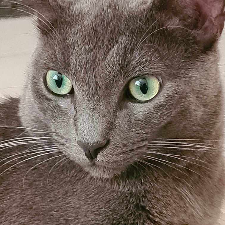 Ruby a rejoint le concours — aidez-le/la à gagner de superbes lots ! alert, animal, cat, close_up, closeup, cute, domestic_cat, expression, face, feline, focused, fur, gray_cat, green_eyes, indoor, mammal, pet, portrait, soft_texture, whiskers