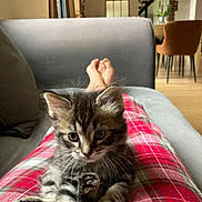 Simba participe au concours pour gagner de l'argent avec cette photo : kitten, cat, tabby, pet, indoor, couch, plaid, pants, legs, relaxed, furry, cute, animal, home, cozy, living_room, furniture, person, domestic, young