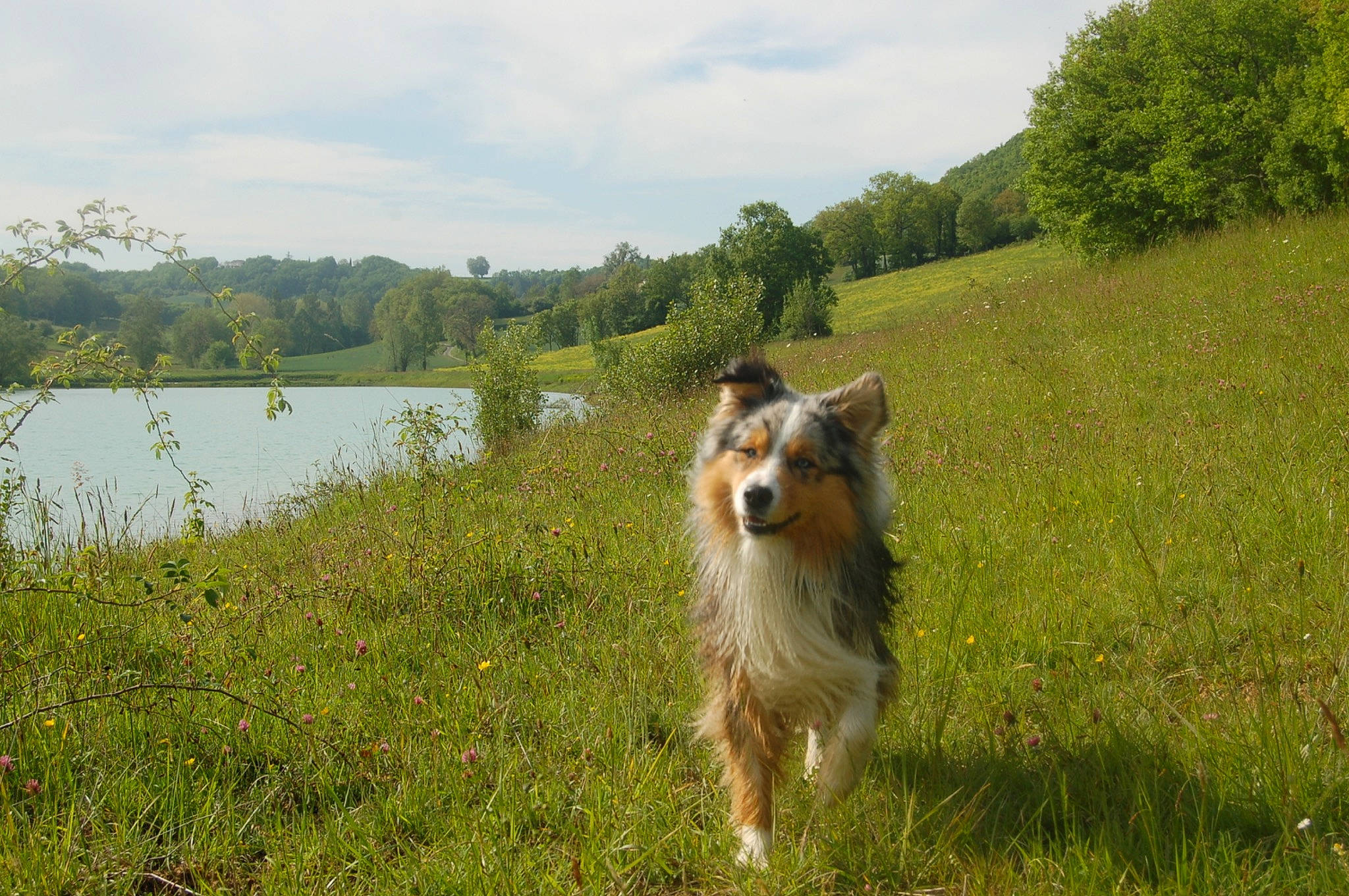 Nepal participe au concours pour gagner de l'argent avec cette photo : australian_shepherd, border_collie, canidae, carnivore, collie, companion_dog, dog, dog_breed, english_shepherd, herding_dog, mammal, meadow, rough_collie, scotch_collie, shetland_sheepdog, smooth_collie, sporting_group, vertebrate, welsh_sheepdog, working_dog
