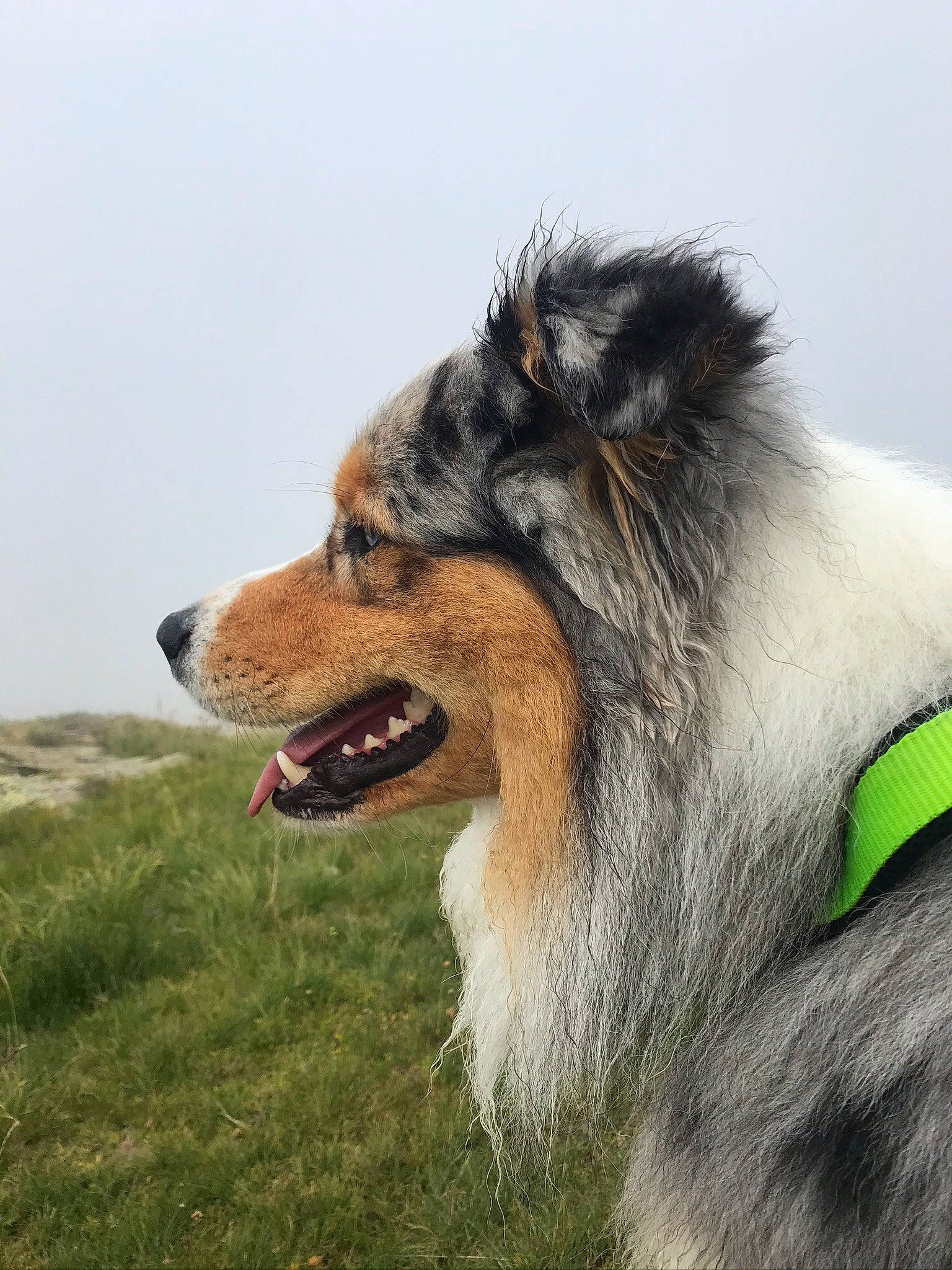 Nepal a rejoint le concours — aidez-le/la à gagner de superbes lots ! australian_shepherd, canidae, carnivore, collie, companion_dog, dog, dog_breed, herding_dog, keeshond, mammal, rare_breed_dog, rough_collie, scotch_collie, shetland_sheepdog, sporting_group, vertebrate