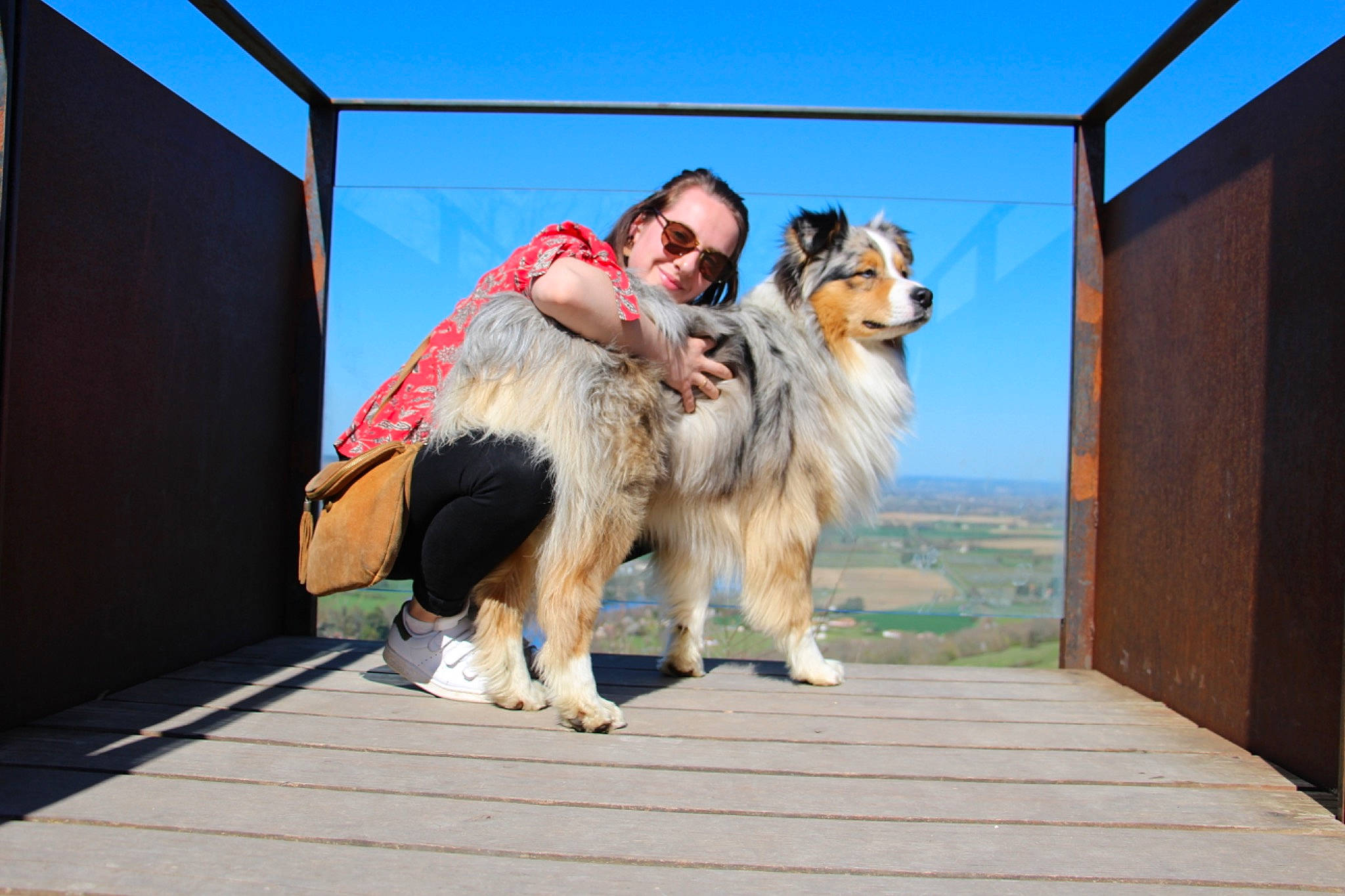 Nepal a rejoint le concours — aidez-le/la à gagner de superbes lots ! australian_shepherd, border_collie, canidae, carnivore, collie, dog, dog_breed, fun, mammal, miniature_australian_shepherd, rough_collie, shetland_sheepdog, sporting_group, vertebrate, working_dog