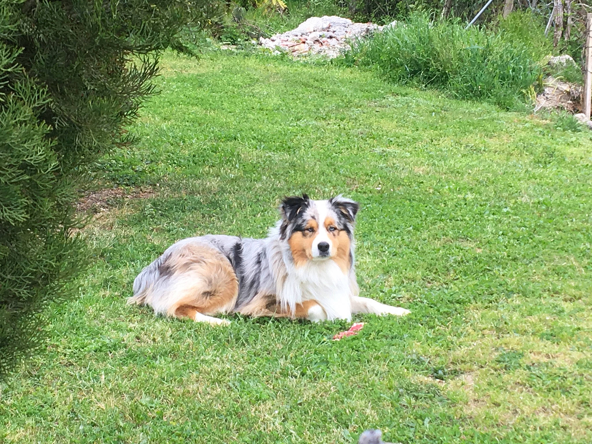 Nepal participe au concours pour gagner de l'argent avec cette photo : australian_shepherd, canidae, carnivore, collie, companion_dog, dog, dog_breed, english_shepherd, grass, herding_dog, lawn, mammal, miniature_australian_shepherd, plant, rare_breed_dog, rough_collie, shetland_sheepdog, sporting_group, vertebrate, working_dog