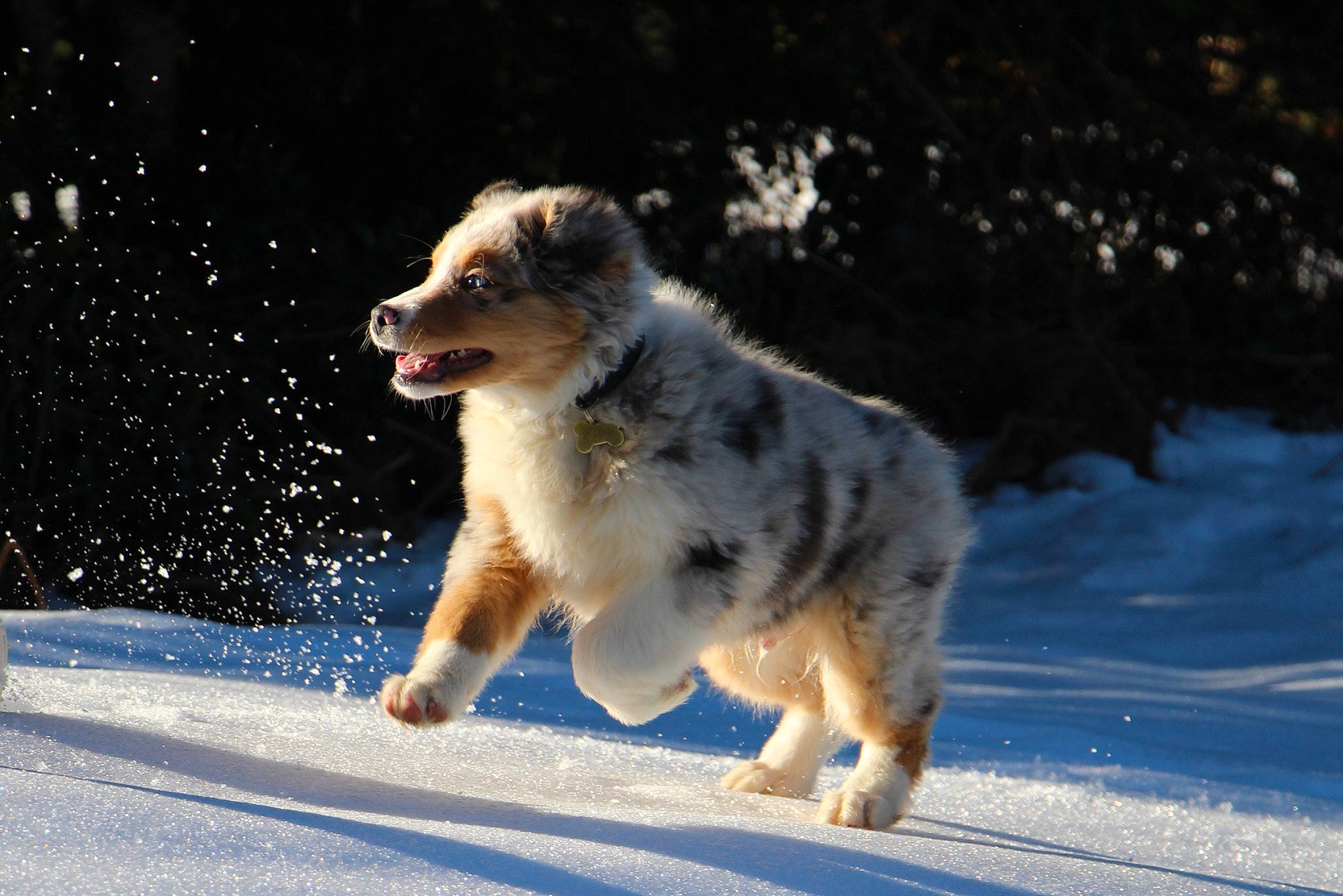 Nepal a rejoint le concours — aidez-le/la à gagner de superbes lots ! australian_shepherd, canidae, carnivore, dog, dog_breed, herding_dog, mammal, miniature_australian_shepherd, snow, sporting_group, vertebrate, winter, working_dog