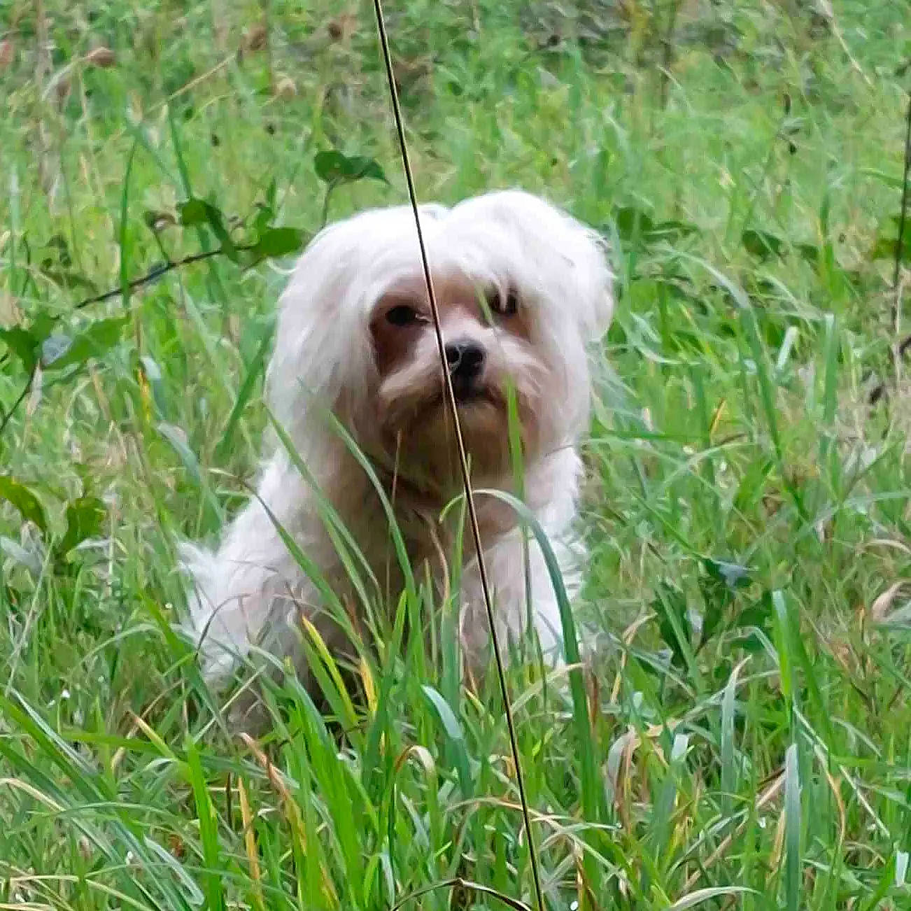 Scarlet a rejoint le concours — aidez-le/la à gagner de superbes lots ! canidae, carnivore, companion_dog, dog, dog_breed, fur, grass, liver, mal_shi, maltepoo, non_sporting_group, plant, shih_poo, shih_tzu, small_terrier, snout, sporting_group, terrestrial_animal, terrier, toy_dog