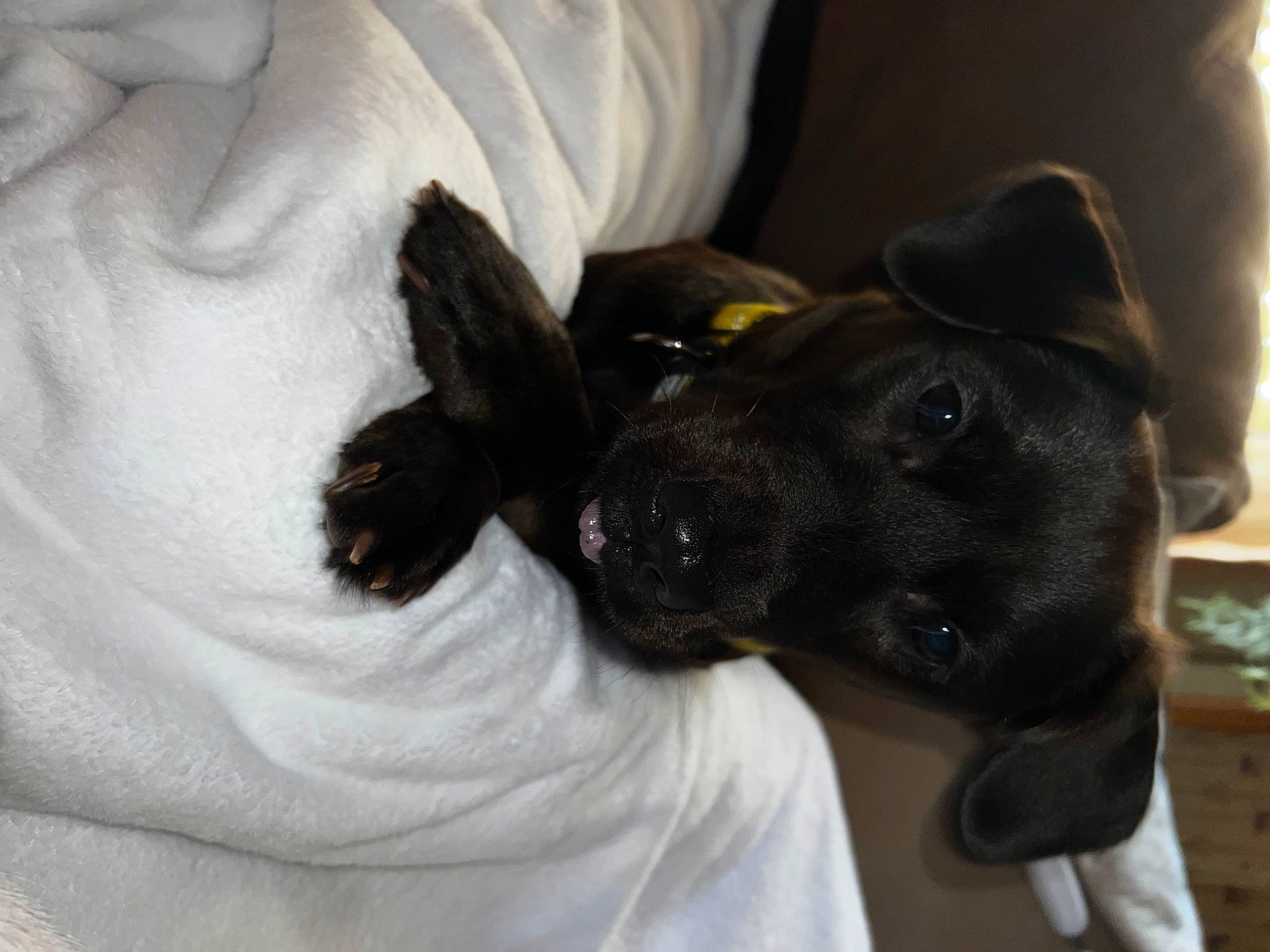 Ziggy joined the competition — help win amazing prizes! borador, canidae, carnivore, comfort, companion_dog, dog, dog_breed, dog_collar, ear, fawn, fur, gesture, guard_dog, non_sporting_group, sporting_group, toy_dog, whiskers, working_animal