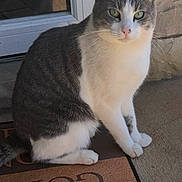 Grayson is registered to the contest to win money with this photo: cat, gray_and_white, green_eyes, sitting, welcome_mat, door, stone_wall, outdoor, pet, animal, fur, whiskers, curious, calm, portrait, close_up, domestic_cat, sunlight, paws, quiet