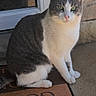 cat, gray_and_white, green_eyes, sitting, welcome_mat, door, stone_wall, outdoor, pet, animal, fur, whiskers, curious, calm, portrait, close_up, domestic_cat, sunlight, paws, quiet