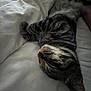 Kana participe au concours pour gagner de l'argent avec cette photo : cat, tabby, sleeping, pet, fur, whiskers, indoor, blanket, resting, cozy, animal, cute, mammal, domestic, closeup, relaxed, soft, bed, feline, peaceful