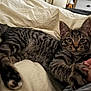 Kana a rejoint le concours — aidez-le/la à gagner de superbes lots ! cat, kitten, tabby, paw, human_hand, bed, blanket, indoor, pet, feline, cute, animal, resting, closeup, comfort, soft, touch, whiskers, ears, claws