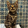 kitten, cat, tabby, pet, animal, whiskers, ears, fur, towel, indoors, tiles, patterned_wall, curious, cute, young, small, feline, sitting, closeup, portrait