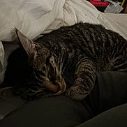 Kana a rejoint le concours — aidez-le/la à gagner de superbes lots ! cat, tabby, sleeping, bed, blanket, fur, pet, cozy, indoor, resting, animal, whiskers, ears, striped, domestic_cat, feline, comfort, relaxation, closeup, soft