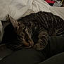 cat, tabby, sleeping, bed, blanket, fur, pet, cozy, indoor, resting, animal, whiskers, ears, striped, domestic_cat, feline, comfort, relaxation, closeup, soft