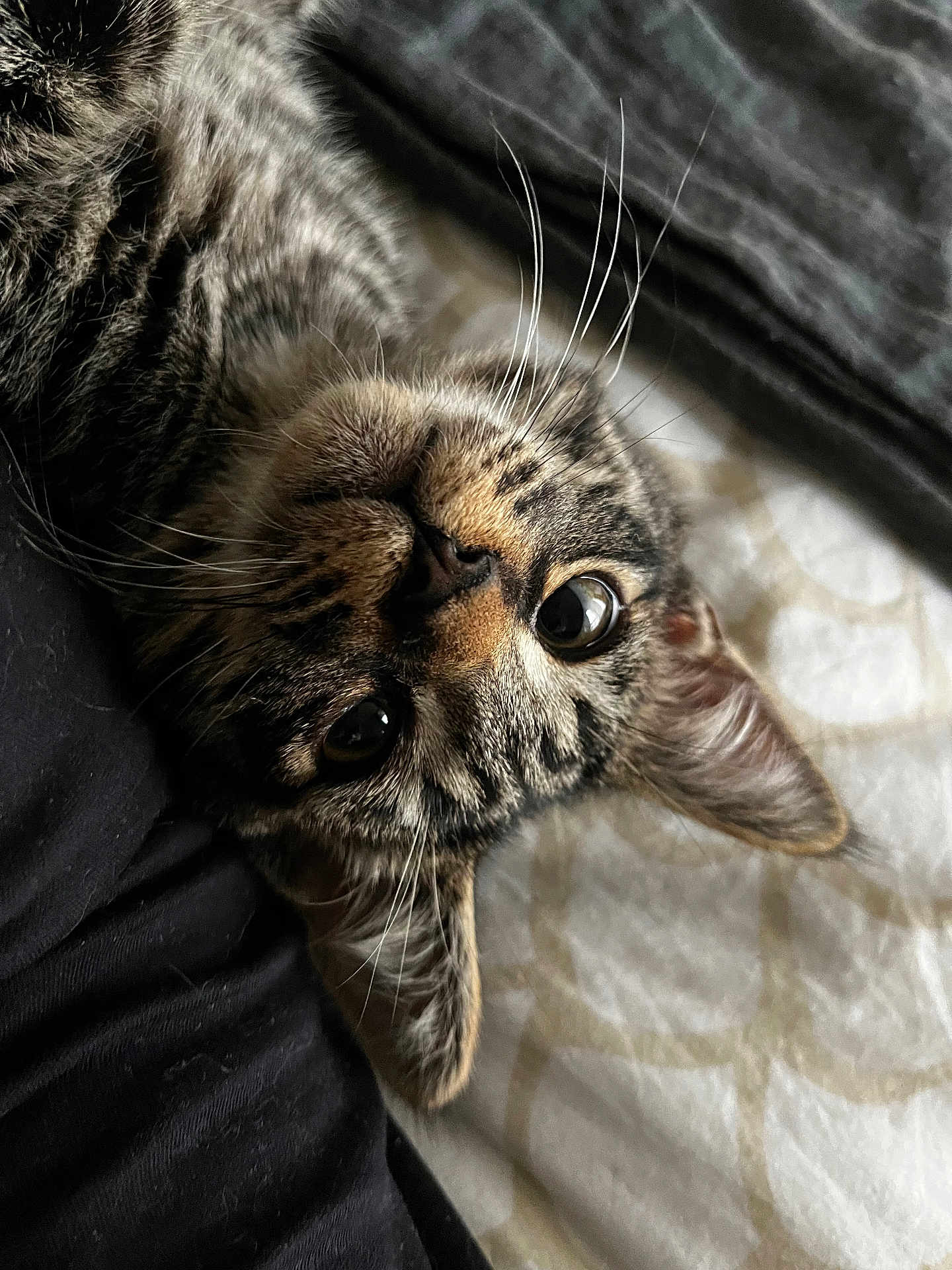 Kana a rejoint le concours — aidez-le/la à gagner de superbes lots ! cat, tabby, whiskers, face, eyes, ear, fur, bed, blanket, upside_down, closeup, pet, animal, cute, indoor, cozy, resting, curious, feline, soft