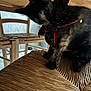 Tempête participe au concours pour gagner de l'argent avec cette photo : animal, architecture, building, canine, cat, chair, couch, diningroom, diningtable, dog, furniture, hardwood, indoors, interiordesign, kitten, pet, plywood, room, table, wood