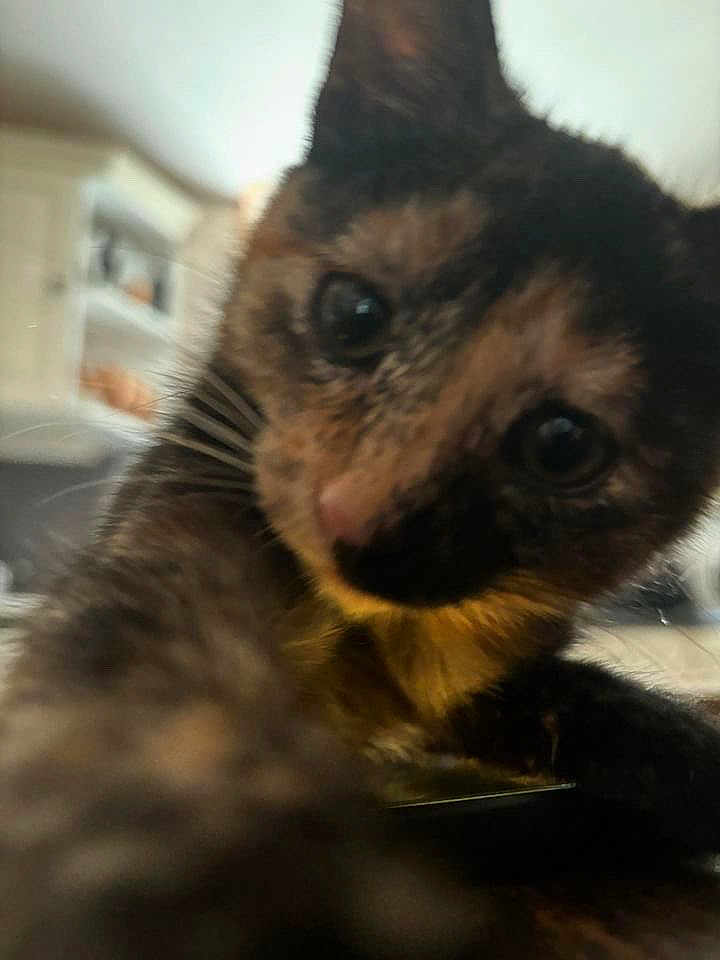 Tempête a rejoint le concours — aidez-le/la à gagner de superbes lots ! abyssinian, animal, brasssection, canine, cat, dog, fox, germanshepherd, horn, indoors, kitfox, kitten, manx, musicalinstrument, person, pet, possum, puppy, siamese, snout