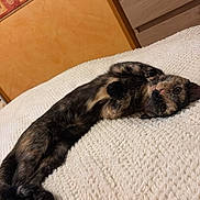 Tempête a rejoint le concours — aidez-le/la à gagner de superbes lots ! animal, bed, bedroom, blanket, canine, cat, cushion, dog, furniture, homedecor, indoors, interiordesign, kitten, person, pet, pillow, puppy, room, sleeping, wood