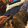 Tempête participe au concours pour gagner de l'argent avec cette photo : animal, bed, bedroom, cat, computer, computerhardware, electronics, face, furniture, hardware, indoors, kitten, laptop, monitor, pc, person, pet, room, screen, tabletcomputer