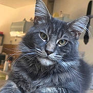Yoshi a rejoint le concours — aidez-le/la à gagner de superbes lots ! cat, gray_cat, feline, pet, indoor, wooden_surface, fur, whiskers, ears, eyes, portrait, animal, relaxed, house, cozy, kitchen, domestic, cute, mammal, resting