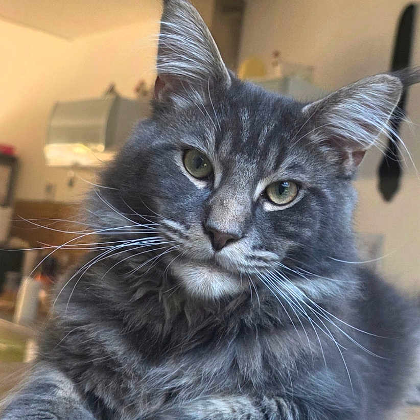 Yoshi a rejoint le concours — aidez-le/la à gagner de superbes lots ! cat, gray_cat, feline, pet, indoor, wooden_surface, fur, whiskers, ears, eyes, portrait, animal, relaxed, house, cozy, kitchen, domestic, cute, mammal, resting