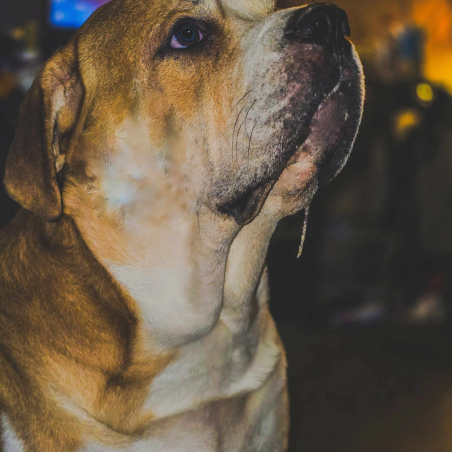 Duke