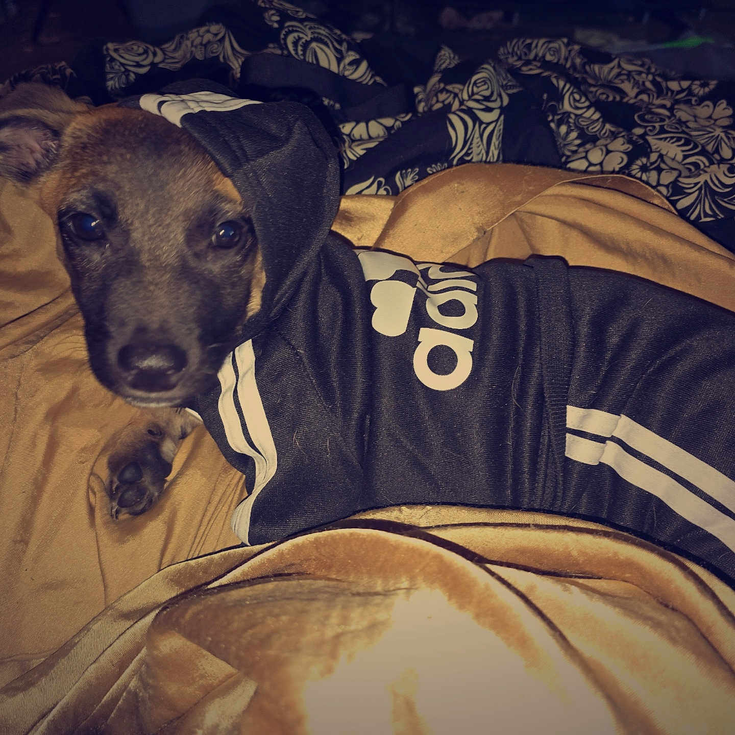 Hazel joined the competition — help win amazing prizes! animal, beagle, bed, bedroom, blanket, canine, clothing, coat, couch, cushion, dog, furniture, homedecor, hound, indoors, linen, pet, puppy, room, terrier