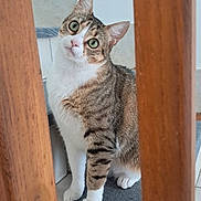 Gribouille a rejoint le concours — aidez-le/la à gagner de superbes lots ! cat, tabby, indoor, curious, green_eyes, wooden_slats, floor, mat, pet, animal, feline, whiskers, ears, tilted_head, looking, domestic_cat, fur, paws, cute, portrait