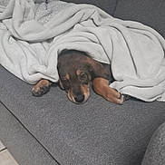 Arkos participe au concours pour gagner de l'argent avec cette photo : puppy, dog, blanket, couch, gray, fur, sleepy, pet, indoors, cozy, resting, animal, paw, snuggled, comfort, home, cute, relaxed, laying, soft