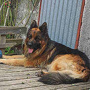 Oxo a rejoint le concours — aidez-le/la à gagner de superbes lots ! dog, german_shepherd, outdoor, wooden_deck, tongue_out, relaxed, pet, animal, fur, tail, ears, bench, plants, garden, rustic, metal_sheet, resting, canine, nature, daylight