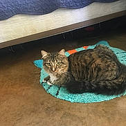 Mo is registered to the contest to win money with this photo: cat, tabby_cat, indoor, rug, floor, bed, quilt, brown_floor, turquoise_rug, orange_accents, pet, animal, feline, resting, alert, green_eyes, cozy, domestic, fur, whiskers