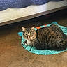 cat, tabby_cat, indoor, rug, floor, bed, quilt, brown_floor, turquoise_rug, orange_accents, pet, animal, feline, resting, alert, green_eyes, cozy, domestic, fur, whiskers