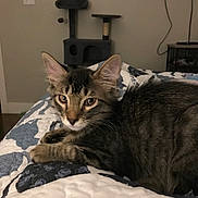 Pubert is registered to the contest to win money with this photo: animal, background, bed, cat, cat_tree, cozy, curious, cute, ears, eyes, feline, fur, home, indoor, kitten, pet, quilt, resting, tabby, whiskers