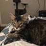 animal, background, bed, cat, cat_tree, cozy, curious, cute, ears, eyes, feline, fur, home, indoor, kitten, pet, quilt, resting, tabby, whiskers