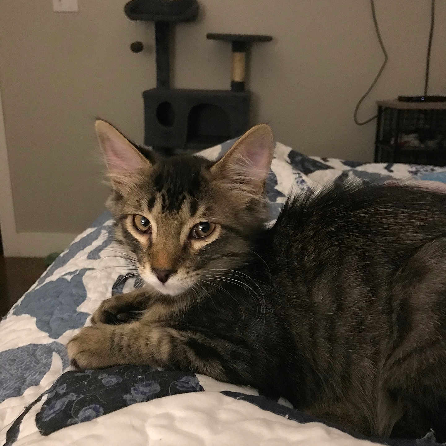 Pubert is registered to the contest to win money with this photo: animal, background, bed, cat, cat_tree, cozy, curious, cute, ears, eyes, feline, fur, home, indoor, kitten, pet, quilt, resting, tabby, whiskers