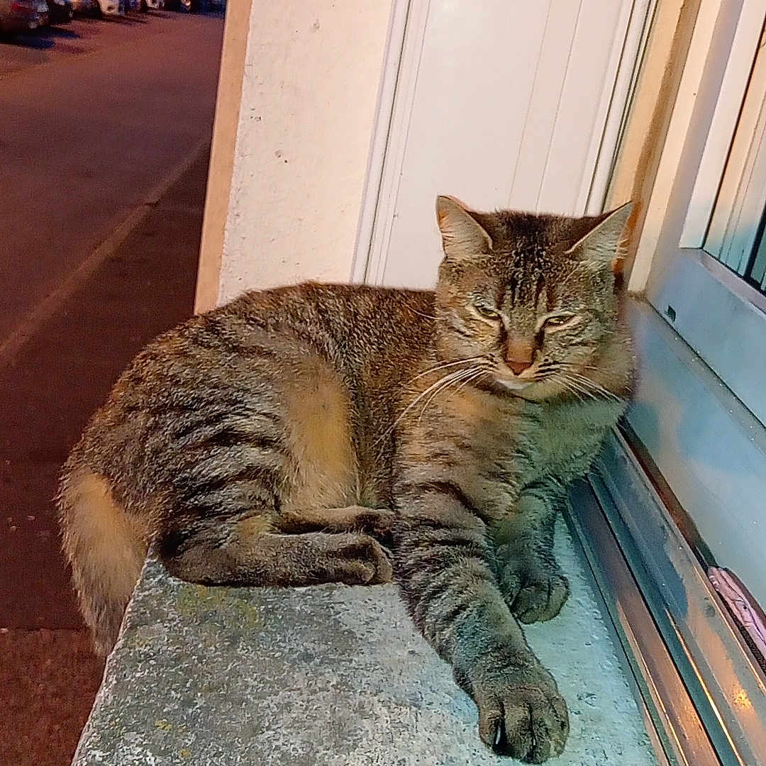 Mimie a rejoint le concours — aidez-le/la à gagner de superbes lots ! animal, cars, cat, concrete, ears, evening, feline, fur, outdoor, paw, pet, quiet, relaxed, resting, sidewalk, street, tabby, urban, whiskers, window