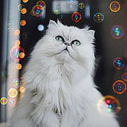 Sasha joined the competition — help win amazing prizes! cat, persian_cat, fluffy, white_cat, bubbles, indoor, pet, fur, green_eyes, cute, animal, sitting, playful, closeup, soft_light, adorable, whiskers, feline, domestic_animal, curious