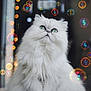 cat, persian_cat, fluffy, white_cat, bubbles, indoor, pet, fur, green_eyes, cute, animal, sitting, playful, closeup, soft_light, adorable, whiskers, feline, domestic_animal, curious