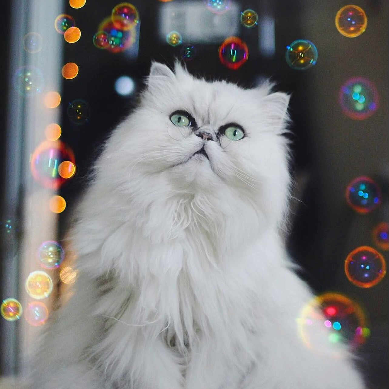 Sasha joined the competition — help win amazing prizes! adorable, animal, bubbles, cat, closeup, curious, cute, domestic_animal, feline, fluffy, fur, green_eyes, indoor, persian_cat, pet, playful, sitting, soft_light, whiskers, white_cat
