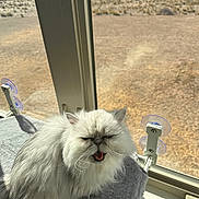 Sasha is registered to the contest to win money with this photo: animal, cat, daylight, expression, feline, fluffy, fur, glass, gray, indoor, mat, mouth_open, outdoor_view, pet, quiet, resting, sunlight, whiskers, white_cat, window