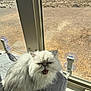 animal, cat, daylight, expression, feline, fluffy, fur, glass, gray, indoor, mat, mouth_open, outdoor_view, pet, quiet, resting, sunlight, whiskers, white_cat, window