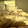 Sasha joined the competition — help win amazing prizes! animal, bed, blanket, cat, close_up, cozy, domestic_cat, feline, fluffy, fur, green_eyes, indoor, pet, portrait, relaxed, resting, soft, sunlight, warm_light, white_cat