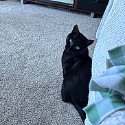 Salem joined the competition — help win amazing prizes! black_cat, cat, feline, green_eyes, sitting, head_tilt, indoors, living_room, bedroom, carpet, bed, blanket, television, furniture, pet, animal, portrait, looking_at_camera, cozy, domestic